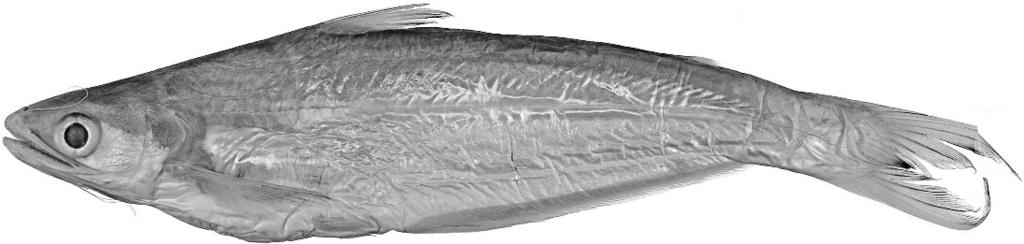 FERRARIS AND VARI EUTROPIICHTHYS REVISION 869 Fig. 2. Eutropiichthys britzi, holotype, USNM 344657, 164 mm SL, Myanmar, Kachin State, Irrawaddy River at Myitkyina. margins.