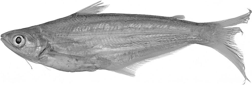 872 COPEIA, 2007, NO. 4 Fig. 4. Eutropiichthys burmannicus, USNM 372441, 106 mm SL, Myanmar, Yangon Division, Hliang River, Insein township. Chindwin River at Sarpho Kyi, 22u329N, 94u479E. BMNH 1891.