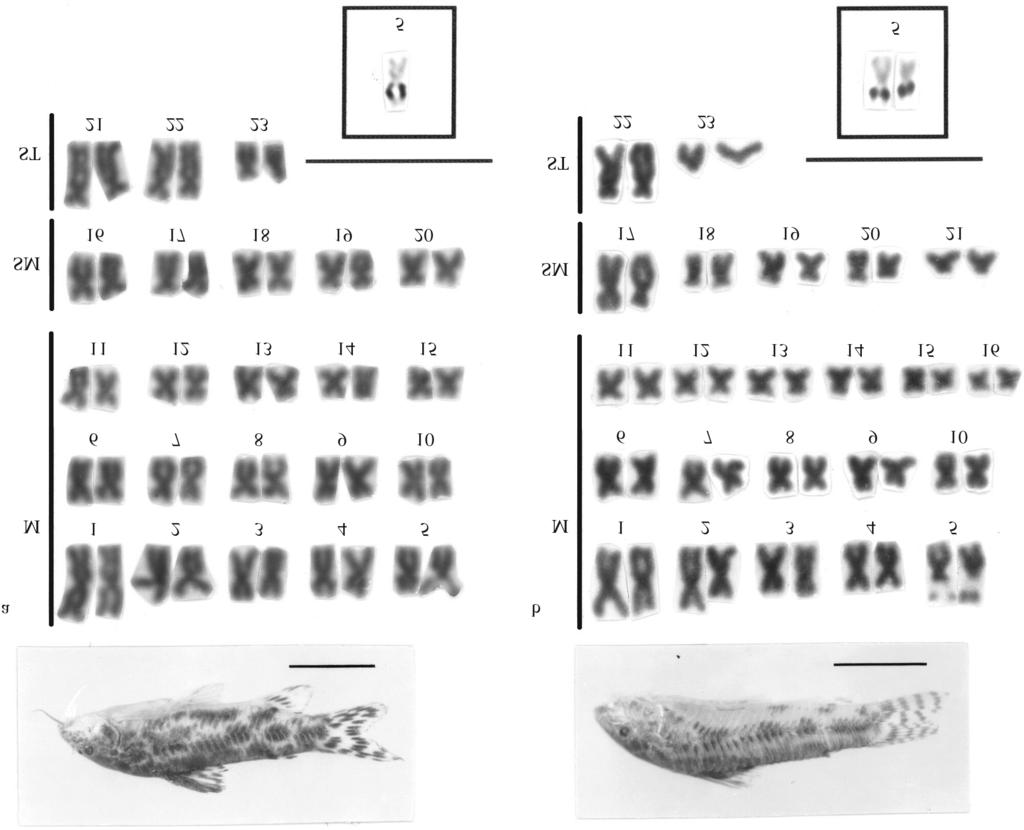 Karyotypes of Corydoradinae 551 Figure 1 - Karyotypes, Ag-NORs and specimens of: a) Aspidoras taurus, 2n=46andb)A. cf. fuscoguttatus, 2n=46. (Oliveira et al.