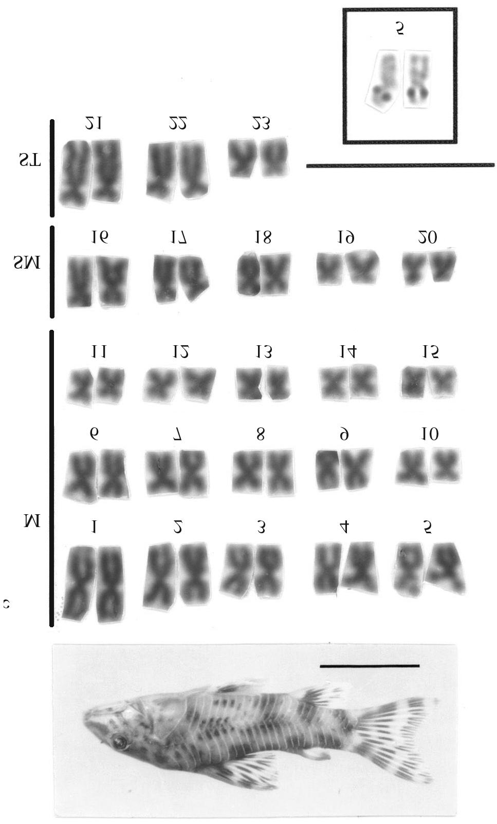 552 Shimabukuro-Dias et al. Figure 1 (cont.) - Karyotypes, Ag-NORs and specimens of: c) A. poecilus, 2n = 46. Scale bars: 10 µm (karyotype) and 10 mm (specimen).