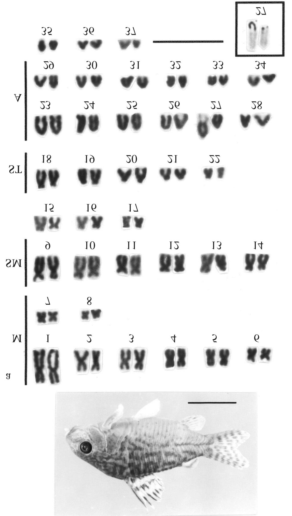 Although the cytogenetic studies in the genus Aspidoras have been conducted in about one fifth of the described species, it is possible to observe the remarkable homogeneity in the karyotypes of the