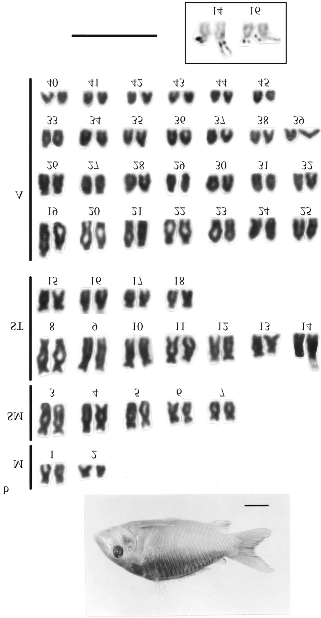 Karyotypes of Corydoradinae 553 Figure 3 - Somatic metaphases treated with C-banding technique. a) Aspidoras taurus; b) A. cf. fuscoguttatus; c) A. poecilus; d) Corydoras sodalis; and e) C. britskii.