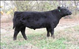 FM7549 (sexed heifer semen) Update is one of the most consistant breeding sons of Neron in the business He combines the outcross Neron genetics with the outcross import Panmure daughter W332 You will