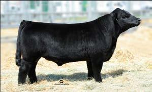 son of S208 with a very successful show career including American Royal Champion, National Calf Champion and Houston Reserve Champion Bull champions At the 2012 National Show, 6 Reserve Division or