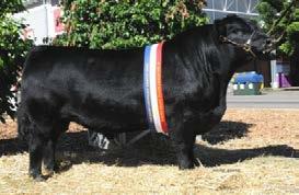 import cow whose offspring don't disappoint She is the dam of Fancy Pants, Update, CJN Conquistador 721 and KBW Beau Vine EZ Bedazzle 66U FF8673 She is a full sister to the dam of the 2012 National