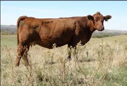 Miss XL W96E Utah Jackaroo 12 Red Factor 5 3/4 EZ Update 16U FM7549 (sexed heifer semen) Update is one of the most consistant breeding sons of Neron in the business He combines