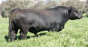 Angus bull EXT whose dam is out of an own daughter of QAS Traveller 23-4, the foundation bull of the Traveller bloodline in the Angus breed RLL Miss Ultra 3000 XF3608 These three