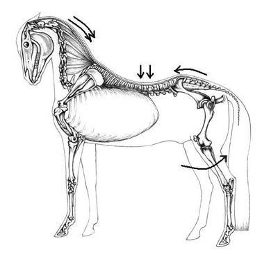 achieve good impulsion from the hindlegs. In order to achive a good Paso Llano we have to ask the horse for this extra energy.