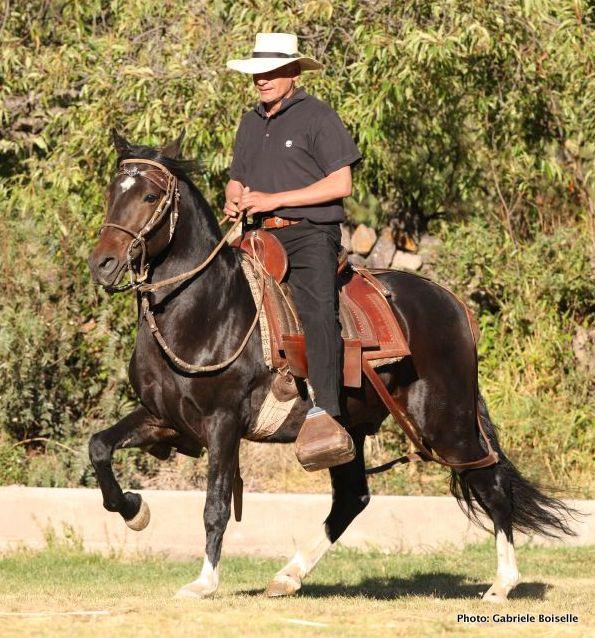 This photo shows the horse with a right degree of collection to perform a perfect Paso Llano. There is no pulling in the mouth but the reins are kept short to keep a very light contact in the mouth.