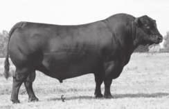 SAV Final Answer 0035 Sons LaGrand Final Answer 9028 - Lot 6 S A V Final Answer 0035 - Sire of Lots 6-13, 34-74, 76-78 and 137.