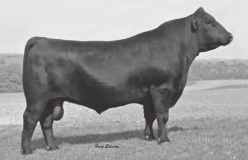 Connealy Power One - Sire of Lots 95-101.