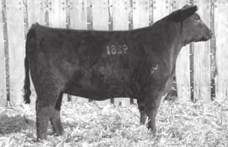 8 107 She ranks in the top 5% for RE, the top 10% for WEPD and, the top 15% for CED and YEPD and the top 20% for BEPD and $F. Sitz Everelda Entense 1137 - Maternal greatgrandam of Lot 217.