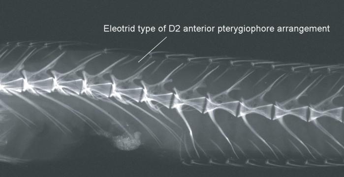 Amblyopinae * 1st two pterygiophores of D2 inserting in