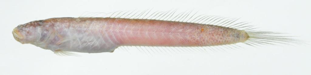 Brachyamblyopus Bleeker, 1874 A single species, B.