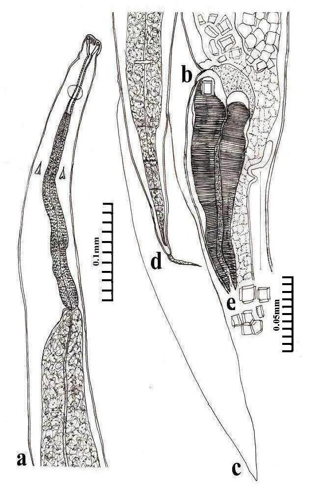 96 A. KAKAR ET AL. Fig. 1. Rhabdochona (globochona) spinicauda n.sp., holotype female.