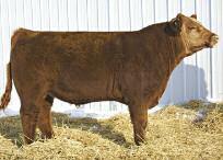 34th Annual Red Angus