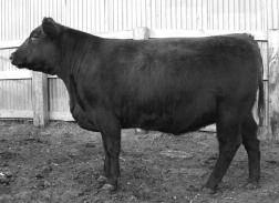 PANHANDLE ROBIN 195 RED-DEL SCARLETT 0331 ANDRAS EASY MAN 706 SHEBA WW 560 lbs. TWILITE 94 LOT 46-0.8 31 59 15 30 9 0.10 0.09 0.00 Twilite 94 is sired by one of the most widely used bulls in Canada.