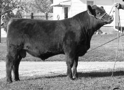 68 Brian Steiger, Steiger Cattle Co Delavan, IL 309-275-3864 S.C.C. DESTINY S913 Reg. #: 1300566 Calved: 07/23/2009 Tattoo: S913 73ST 1A 100.