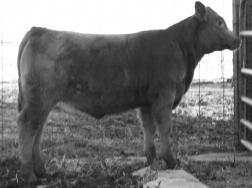 CHV 69 Brian Steiger, Steiger Cattle Co Delavan, IL 309-275-3864 S.C.C. JOE S97 Reg. #: 1286008 Calved: 03/25/2009 Tattoo: S97 73ST 1A 100.