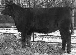 She is very attractive in her profile and stands correct on a sound set of feet and legs. Sakic is backed by a very powerful flawless designed dam and 90W will make an excellent addition to any herd.