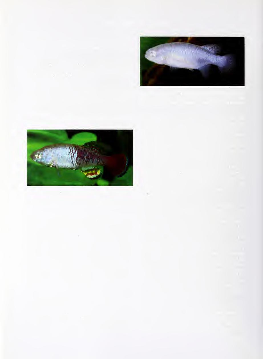 90 Stefano Valdesalici & Kiril Kardashev RESULTS Nothobranchius seegersi, new species (Figs 1-2, Table 1) Nothobranchius spec. aff. neumanni: Seegers (1997), p.