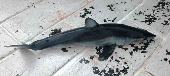 al. 2013) and mark/recapture data for these species from the Cooperative Shark Tagging Program (Kohler et al. 2013a, Kohler et al. 2013b).