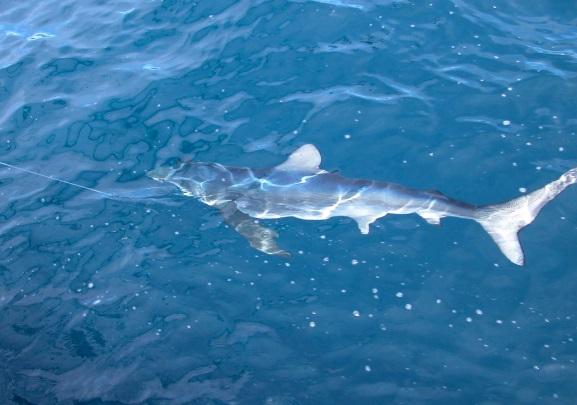 Atlantic Blue Shark (Prionace glauca) and Shortfin Mako (Isurus oxyrinchus) Life History and Assessment Studies Collaborative programs to examine the biology and population dynamics of the blue shark