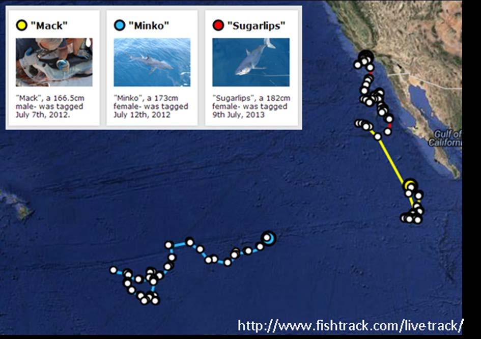 Figure 6.1: Tracks of three shortfin mako sharks tagged in collaboration with Fishtrack in 2012 and 2013.
