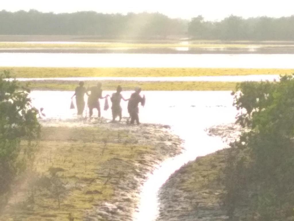 Crab collectors wading through the marshy