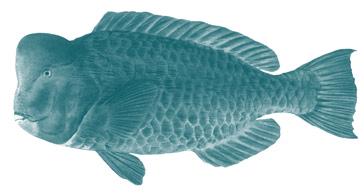Humphead parrotfish 8 Kemedukl, berdebed, fahorari hamaduhiri (Bolbometopon muricatum) It is against the law to fish for, sell, buy, receive, possess, export or