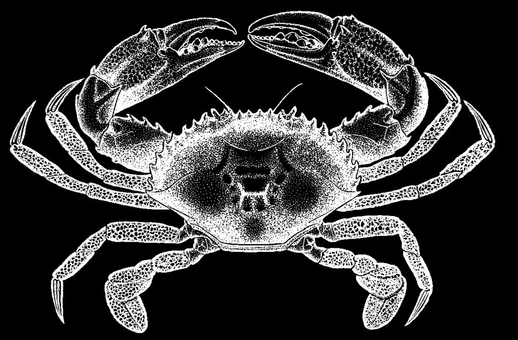 Mangrove crab 16 6 inches Emang (Scylla serrata) It is against the law to fish for, sell, buy receive, possess, export or cause to be exported any egg-bearing female of mangrove crab (emang, Scylla