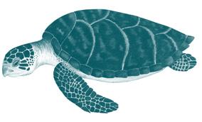 imbricata) until the end of the 5-year ban (December 29, 2015), take any green turtle (melob; Chelonia mydas) during the months of May, June,
