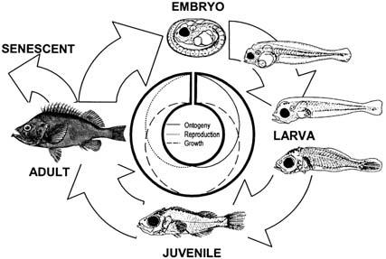 The life cycle of Oviparous fish with pelagic eggs (egg laying, external