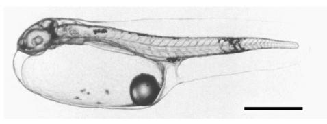 Early life stages of oviparous finfish 1 mm Ø Embryonic stage