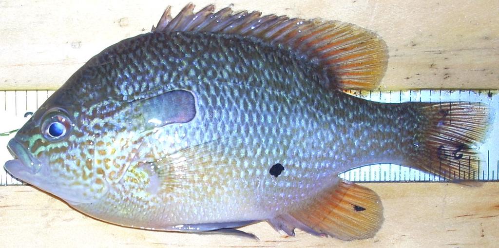 January 2018-14 - Longear sunfish Longear sunfish (Figure 16) was the fifth most abundant species collected (6.72%). This species was the sixth most abundant species collected in the previous survey.
