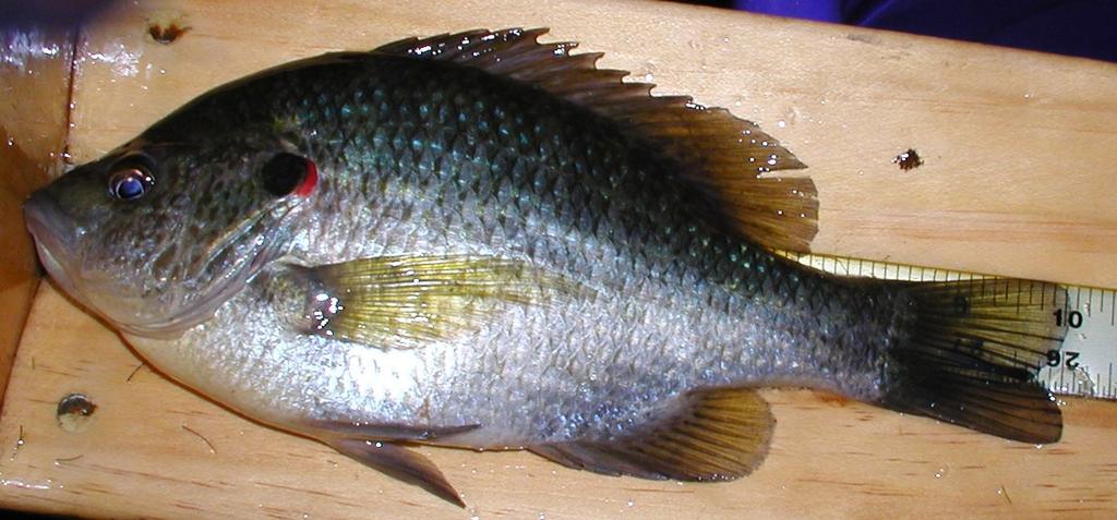 January 2018-17 - to be poor. Redear are not prolific spawners like bluegill. They inhabit deeper water and feed primarily upon insects and snails.