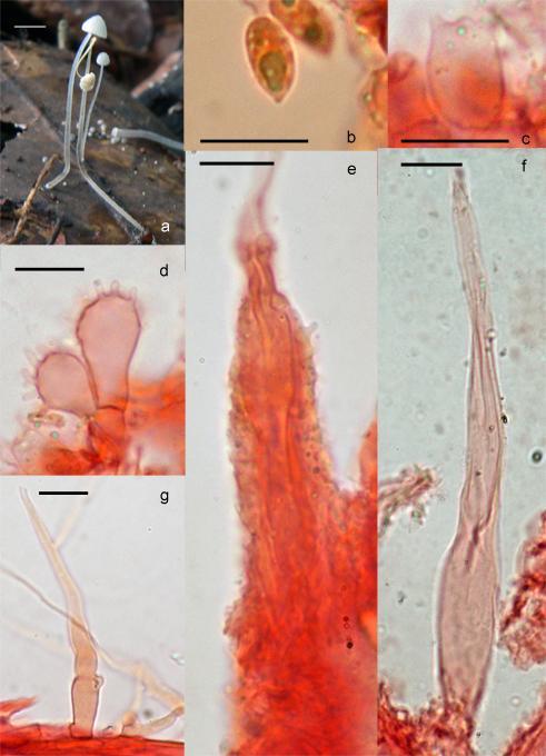 Fig. 1 a g Mycena mridula. a Basidiomata. b Basidiospore. c Basidium. d Cheilocystidia. e Spinule on the pileus. f Pileocystidium. g Caulocystidium.