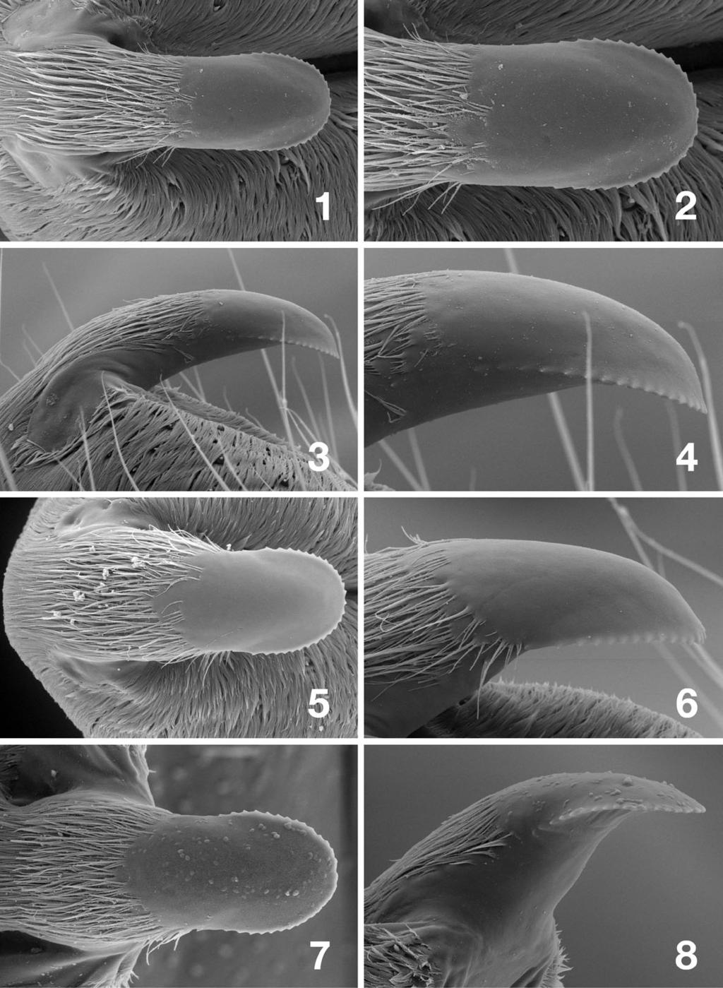 Figs. 1 8. Scanning electron micrographs of the epiproct of Alloperla severa. 1 4. Kenai River, Cooper Creek Campground, Alaska. 1. dorsal aspect, 2. apex, dorsal aspect, 3. lateral aspect, 4.