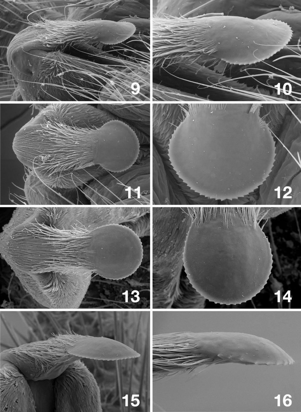 Figs. 9 16. Scanning electron micrographs of the epiproct of Alloperla elevata. 9 12. Klamath River, Klamath Glen, California. 9. nearly lateral aspect, 10. apex, nearly lateral aspect, 11.