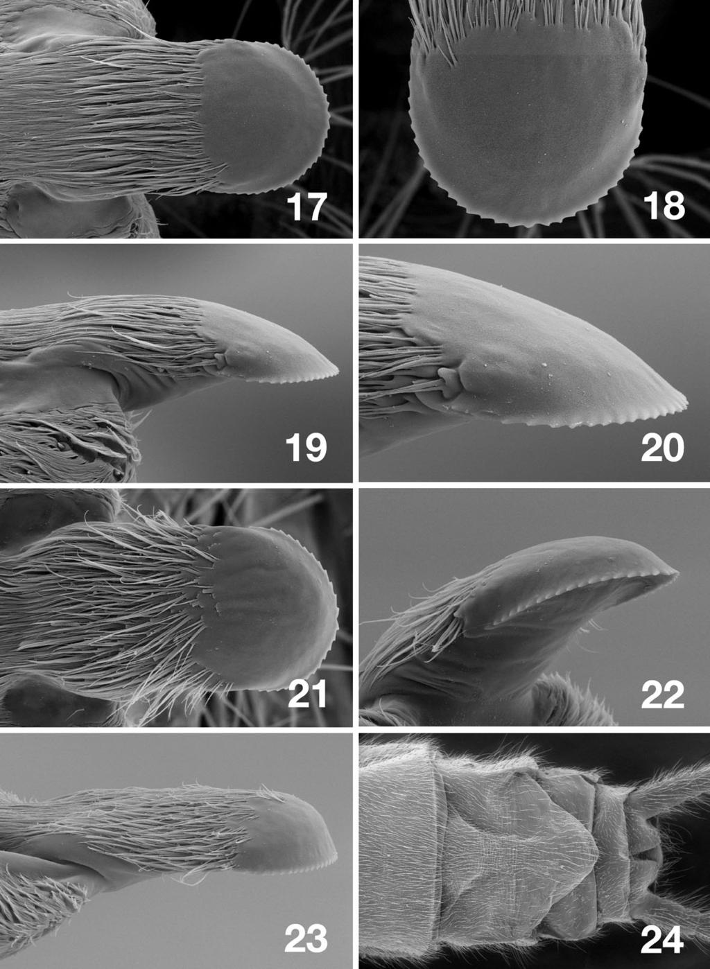 Figs. 17 23. Scanning electron micrographs of the epiproct of Alloperla thalia. 17 20. Thistle Creek near, Indianola, Utah. 17. dorsal aspect, 18. apex, dorsal aspect, 19. lateral aspect, 20.