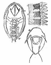 double row of teeth; longitudinal fold on the cephalothorax sometimes present separating the dorsal disc; Rhachis present with or without arms; cephalic setae present or absent, A8 and caudal setae
