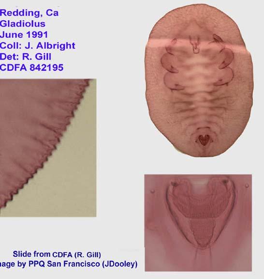 Validation & slide mounted characters: Mound & Halsey 1978 & Dr. Evans Whitefly Link). Aleyrodes Pupal Characteristics: Puparia flat, usually pale with crenulate/smooth margin.