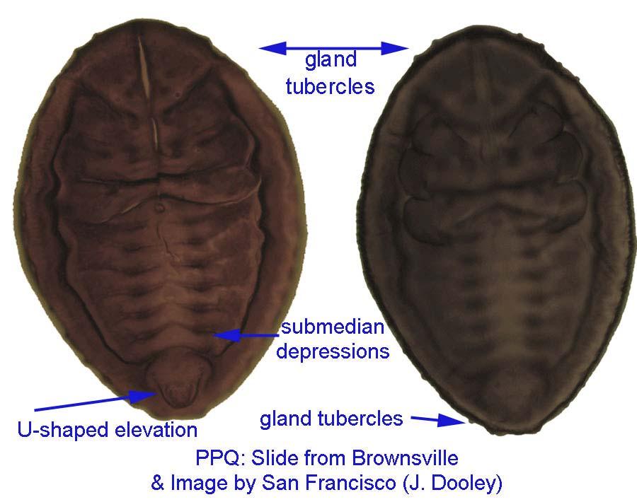 Tetraleurodes acaciae Quaintance*** Field characters: Oval with submargin and dorsal disc strongly elevated, shiny black color; with or lacking wax along subdorsal ridge and wax fringe subequal in