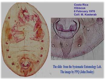 Vasiform orifice cordate; the operculum hemispherical; lingulal width subequal to or wider than the diameter of the anterior abdominal compound pores; usually overlapping the posterior