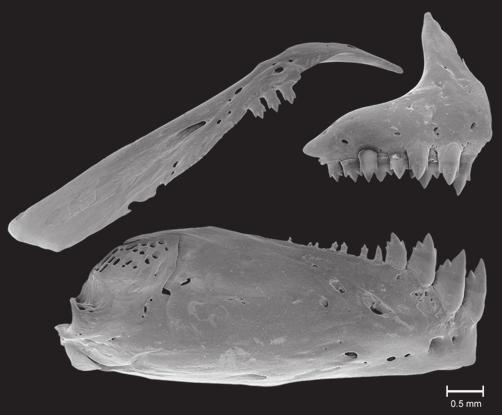 Overall size small (largest examined specimen 67.4 mm SL). Body compressed, moderately elongate. Greatest body depth located slightly anterior to dorsal-fin origin.