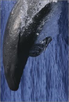 False killer whales 142 distinctive & very distinctive individuals photo IDs between 2003 and 2013, with 1,280 records Included capture histories of 24 individuals tagged between 2007 2011 (total of
