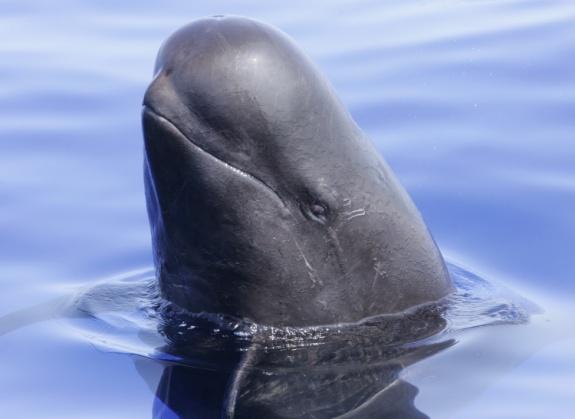 Short finned pilot whales 620 distinctive & very distinctive individuals photo IDd between 2003 and 2013, with 6,094 records, in 34 social clusters Included capture histories of 46 individuals tagged