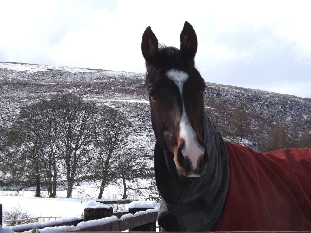 Venutius happy in the snow Fujin Dancer Andorn wrapped up warm Winners: So much to write about but