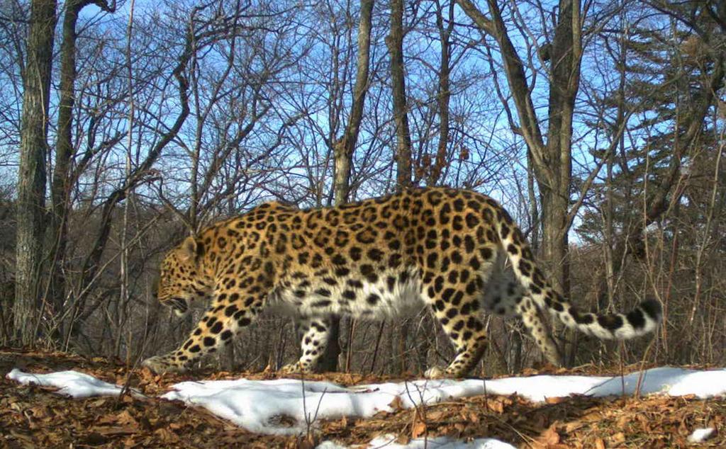 Monitoring Amur Leopards in Southwest Primorskii Krai, Russia An Amur leopard passes our camera trap on February 8, 2017 in