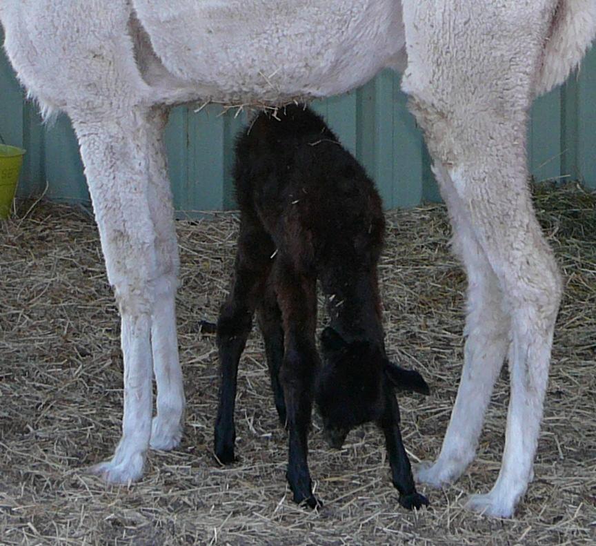 The cria presented head first, and as the birth did not progress within 20 minutes, I went looking for the feet.